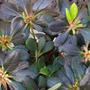 New Growth!....