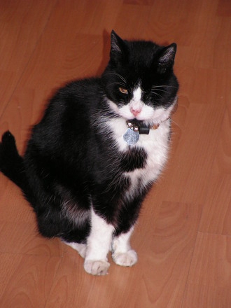 this is my one eyed Bertie  -  approx 16yrs old  -  rescued 4 years ago