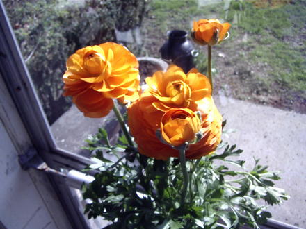 Orange Ranunculus (Ranunculus asiaticus)
