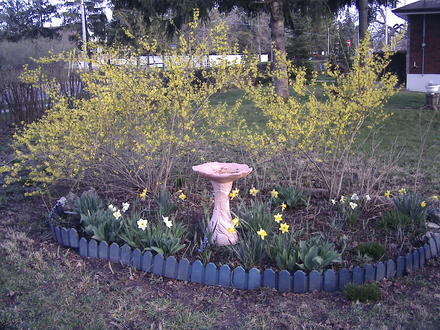 Forsythia Garden