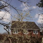 Damson Tree in Blossom  04.08 (Prunus insititia (Vistabile))