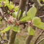 Buds breaking on the Family Apple Tree15.0.08 (Malus domestica (Vistabile))