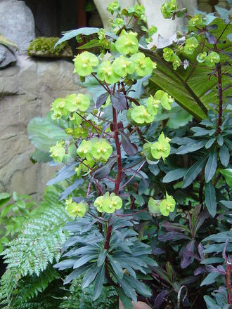 Euphorbia alongside the wildlife pond.