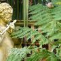 Tree fern alongside classical statue. April 2008. (Dicksonia antarctica (Soft tree fern))