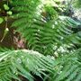Another tree fern in the woodland garden. (Dicksonia antarctica (Soft tree fern))