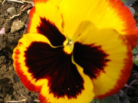 Pansy