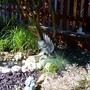 A garden flower photo