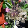 A garden flower photo