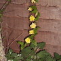 Kerria (Common Name: Jew's Mallow; Batchelor's Buttons) (Kerria japonica 'pleniflora)