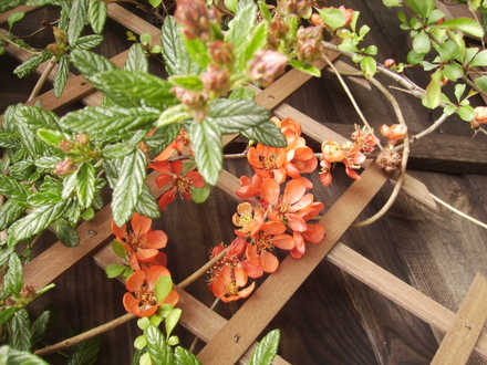 Chaenomeles (Flowering Quince; Japonica) on Patio Trellis, Vistabile 04.08 (Chaenomeles speciosa)