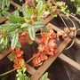 Chaenomeles (Flowering Quince; Japonica) on Patio Trellis, Vistabile 04.08 (Chaenomeles speciosa)