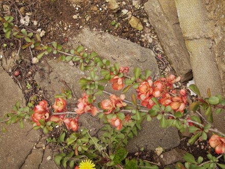 Chaenomeles (Flowering Quince; Japonica) on  Vistabile Patio Trellis, 04.08 (Chaenomeles speciosa)