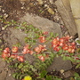 Chaenomeles (Flowering Quince; Japonica) on  Vistabile Patio Trellis, 04.08 (Chaenomeles speciosa)