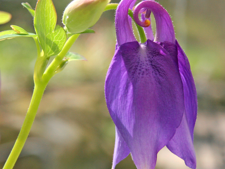 Aquilegia (Aquilegia (Columbine))