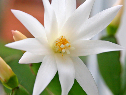 White Christmas Cactus