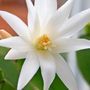 White Christmas Cactus