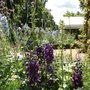 Shakespeare's Garden