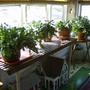 Christmas Cactus all set to spend the summer on my front porch.