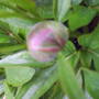 Bud_of_peony