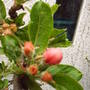 buds_of_apple_trees.jpg