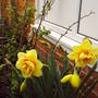 daffs_just_three.jpg