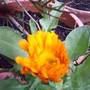 calendula_survive_from_last_year.jpg