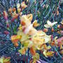 broom_flower.jpg