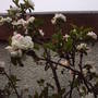 flowers_and_bud_of_apples.jpg