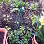 white_sweetpeas.jpg