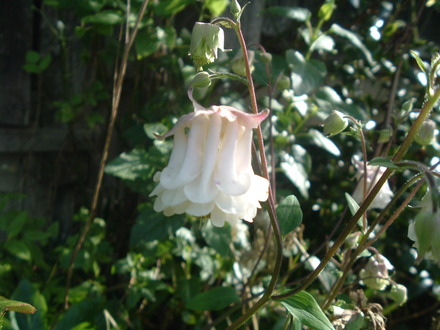A garden flower photo