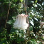 A garden flower photo