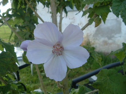 abutilion
