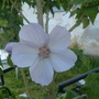 abutilion