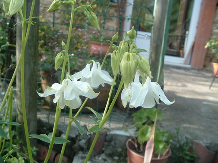 aquilega