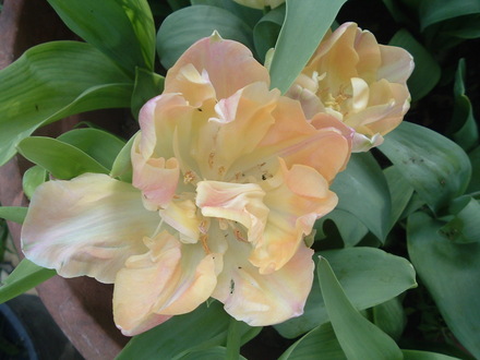 tulip