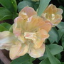 tulip