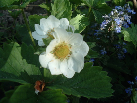 strawberry flower