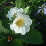 strawberry flower