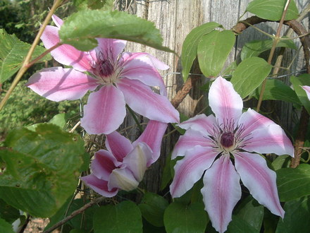 Clematis nelly Moser