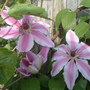 Clematis nelly Moser