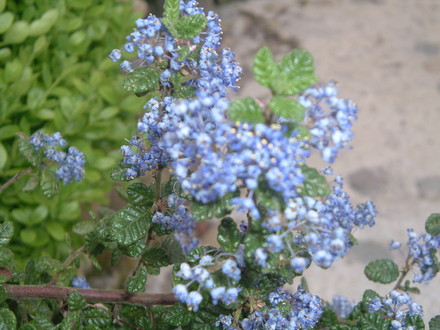 ceanothus