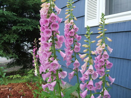 foxglove