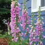 Home_010