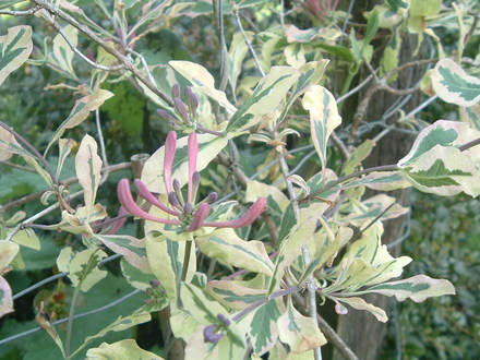 lonicera