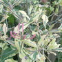 lonicera