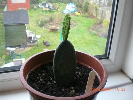 My Opuntia (Opuntia ficus-indica (Barbary Fig))