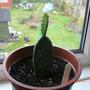 My Opuntia (Opuntia ficus-indica (Barbary Fig))