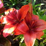lillys