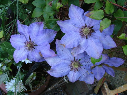 clematis