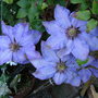 clematis
